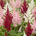 Green boutiQ - Perennial - Astilbe Tricolour - Feather Spirea - Shade - Purple - Pink - White - 24 Plants - Pot 11cm - Height 15-25cm Bild 5