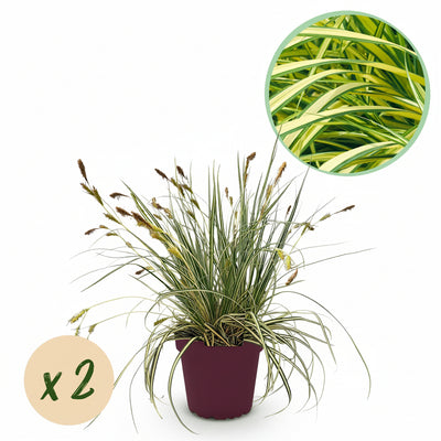GreenboutiQ Carex oshimensis Evergold: 2 Ziergräser, Gelb-Grün, 50cm