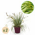 GreenboutiQ Carex oshimensis Evergold: 2 Ziergräser, Gelb-Grün, 50cm Bild 1