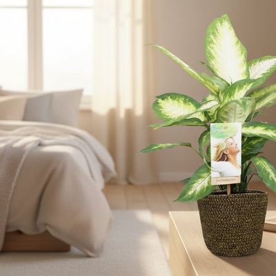 Dieffenbachia Camilla XL mit schwarzem Übertopf (Ø17cm)