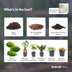 Terrarium Starterset: 5 Pflanzen & Zubehör für DIY-Oasen Bild 8