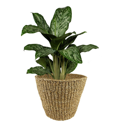 Jip Natur XL Blumentopf aus Seegras - Hellbraun, Handgefertigt