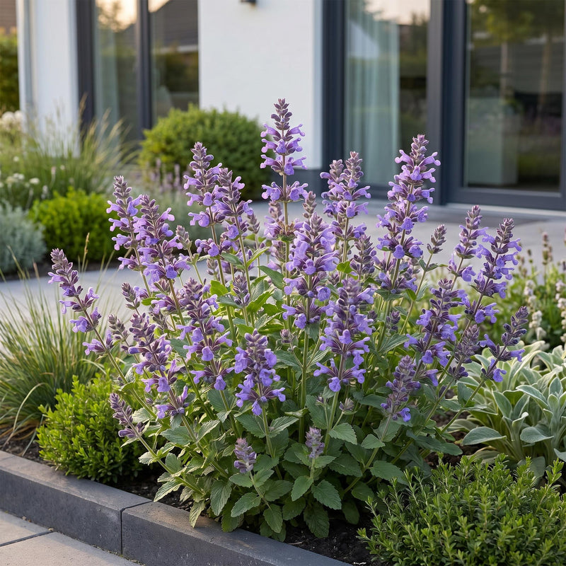 Green boutiQ - Perennial - Nepeta nerv. Neptune - Catnip - Bee and Butterfly Attractors - Purple - 3 Plants - Pot 11cm - Height 15-25cm