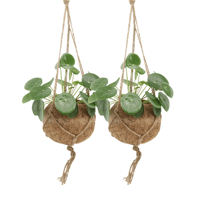 2x Kokodama Pilea Peperomioides 'Pfannkuchenpflanze' - ø15 cm