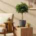 Schefflera Gold Capelle – easy-care potted houseplant, 70-81cm Bild 5