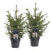 2x Picea omorika - Serbische Fichte - Grün - Weihnachtsbaum - Ø23cm - ↕70cm Bild 2