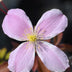 Clematis Montana 'Fragrant Spring', 65cm, Ø15cm Bild 3