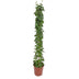Cissus rotundifolia Pyramid 160 cm - Shiny leaves, easy to care for Bild 1