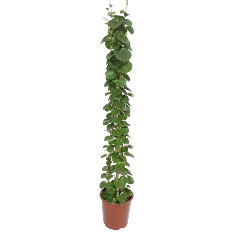 Cissus rotundifolia Pyramid 160 cm - Shiny leaves, easy to care for