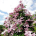 Clematis 'Hagley Hybrid' - Rosa Kletterpflanze, pflegeleicht, 2 Pflanzen Bild 7