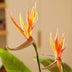 Künstliche Strelitzia (Paradiesvogelblume) 120 cm, orange Blüten, schwarzer Topf Bild 4
