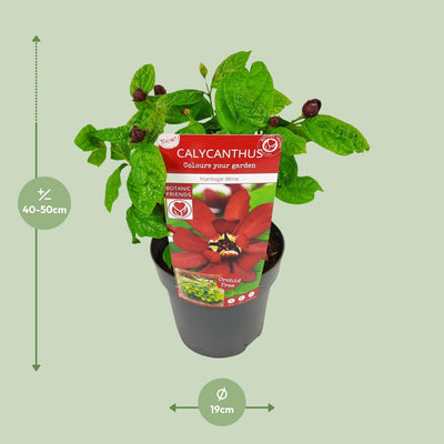 Sinocalycanthus 'Hartlage Wine' - Duftender Strauch, 30cm