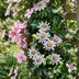 6x Lonicera Tricolour Kletterpflanze, Ø9cm, ↕35cm, Hellrosa/Weiss/Lila Bild 5