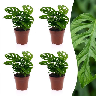 Green boutiQ - Monstera Adansonii - Monstera Adansonii - 4 Pflanzen - Topf 12cm - Höhe - 25cm