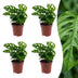 Green boutiQ - Monstera Adansonii - Monstera Adansonii - 4 Pflanzen - Topf 12cm - Höhe - 25cm Bild 1