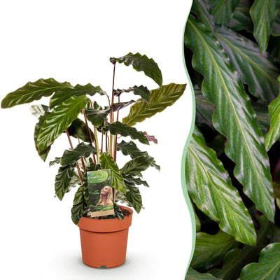 Green boutiQ - Zimmerpflanzen - Calathea Rufibarba - Pfauenpflanze - Wenig Pflege - Grün - 1 Pflanze - Topf 17cm - Höhe 55-60cm