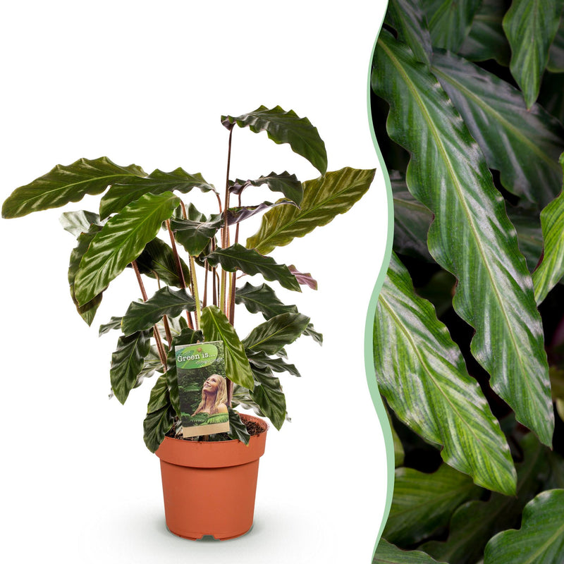 Green boutiQ - Zimmerpflanzen - Calathea Rufibarba - Pfauenpflanze - Wenig Pflege - Grün - 1 Pflanze - Topf 17cm - Höhe 55-60cm