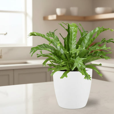Asplenium Nidus Crissie - Federfarn im Ø17cm Topf, 40cm hoch
