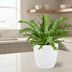 Asplenium Nidus Crissie - Federfarn im Ø17cm Topf, 40cm hoch Bild 2
