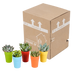 Sukkulenten-Mischung 5er-Pack, 5,5 cm, im farbigen Topf Bild 8