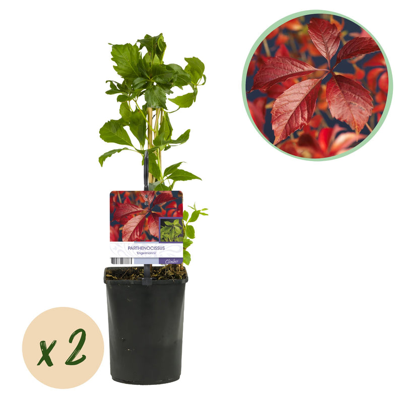 GreenboutiQ Wilde Wein 'Engelmannii' - 2x Kletterpflanze, Rotfärbung
