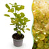 Cotinus coggygria Golden Spirit - Gelb, pflegeleicht, 12cm Topf Bild 1