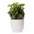 Kalanchoe 'White' im Keramiktopf Ø 12 cm, 27 cm hoch Bild 1