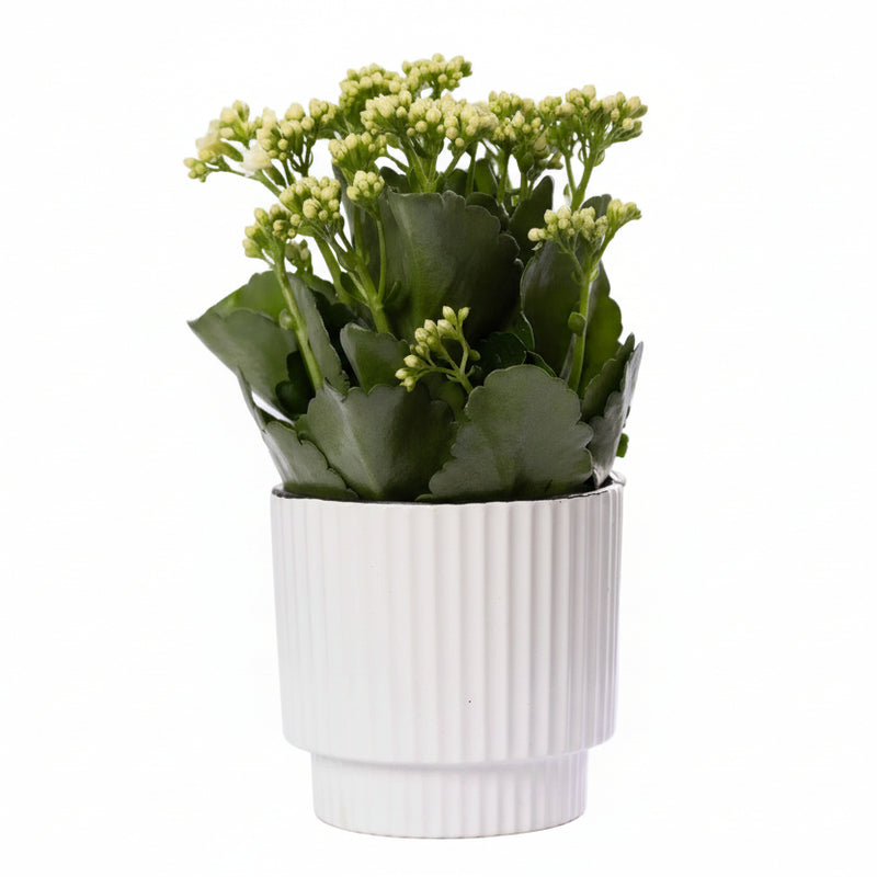 Kalanchoe 'White' im Keramiktopf Ø 12 cm, 27 cm hoch