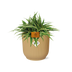 Chlorophytum Ocean 15cm in ELHO Vibes Fold 16cm round geel Bild 1