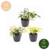 3x Epipremnum Tricolour Trio: Gelb-Grün-Creme | Ø6cm | 20-25cm Bild 5