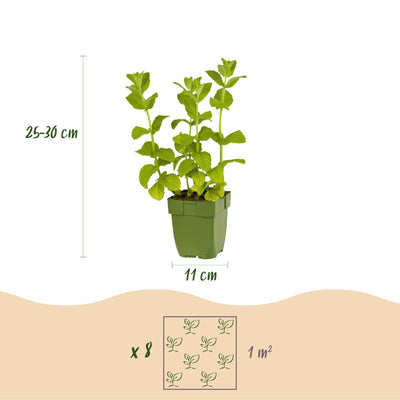 GreenboutiQ Kräuterpaket: 8 Teekräuter für Ihren Duftgarten