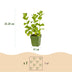 GreenboutiQ Kräuterpaket: 8 Teekräuter für Ihren Duftgarten Bild 2