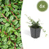 6x Cotoneaster 'Streib's Findling' Groundcover - 10-25cm Bild 1