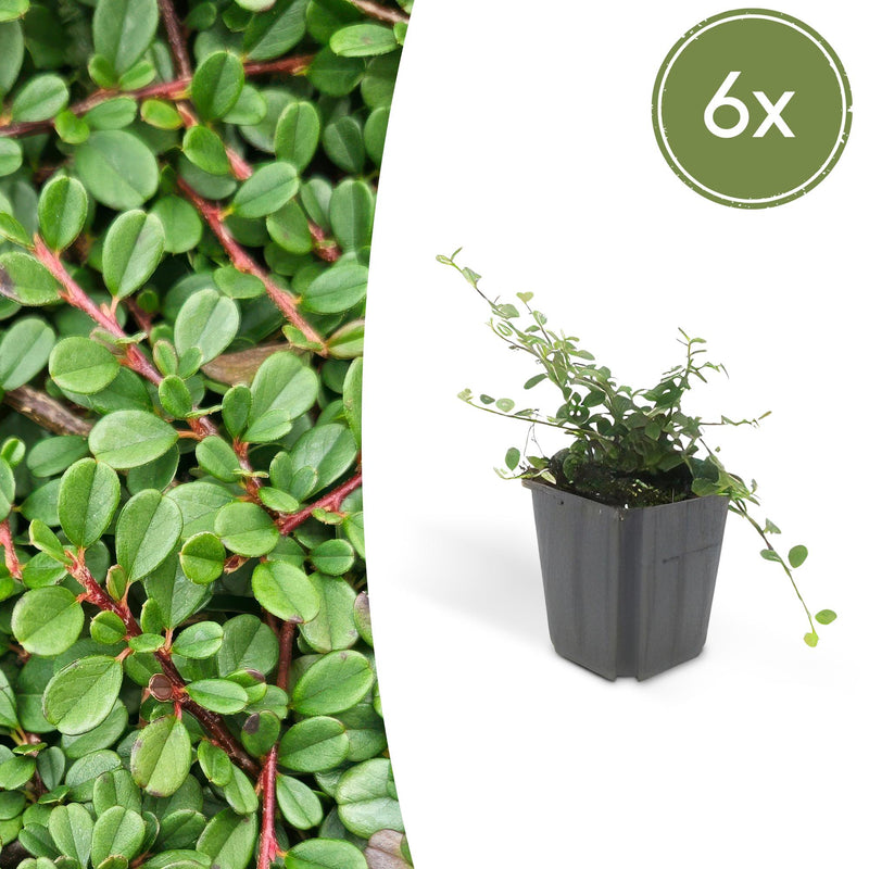 6x Cotoneaster 'Streib's Findling' Groundcover - 10-25cm