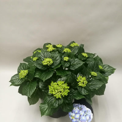Hydrangea Early Blue - Große Blaue Bauernhortensie im Ø23cm Topf