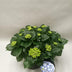 Hydrangea Early Blue - Große Blaue Bauernhortensie im Ø23cm Topf Bild 2