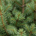 2x Picea glauca Conica - Zuckerhutfichte - Grün - Weihnachtsbaum - inkl. Korb - Ø17cm - ↕65cm Bild 4