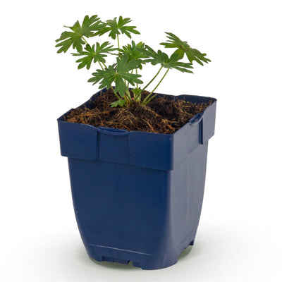 Green boutiQ - Perennials - Geranium sanguineum 'Album' - Cranesbill - Groundcover - White - 1 Plant - 11cm Pot - Height 15-25cm