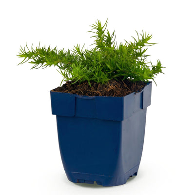 Green boutiQ - Perennials - Phlox Rosette - Flame Flower - Groundcover - Pink - 1 Plant - 11cm Pot - Height 15-25cm