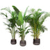 Vorteilspaket XXL: Kentia 200cm, Strelitzia Nicolai 225cm, Areca 200cm Bild 1