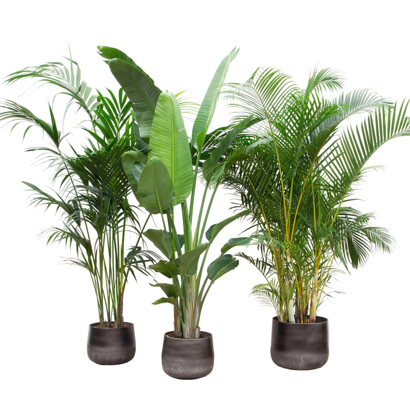 Vorteilspaket XXL: Kentia 200cm, Strelitzia Nicolai 225cm, Areca 200cm