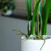 Renanthera Orchidee rosa 2 Stück - Bündelprodukt - Kunstpflanzen Bild 5