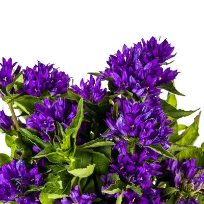 Glockenblume Genti Blue Ø19cm: Tiefviolette Blütenpracht, robust & pflegeleicht