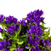 Glockenblume Genti Blue Ø19cm: Tiefviolette Blütenpracht, robust & pflegeleicht Bild 2