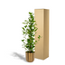 Ficus Microcarpa Moclame in Mayk Gold Pot, 95cm Bild 5