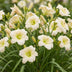 Green boutiQ - Stauden - Hemerocallis Arctic Snow - Taglilie - Bienen und Schmetterlingsanzieher - Creme - 1 Pflanze - Topf 11cm - Höhe 15-25cm Bild 11