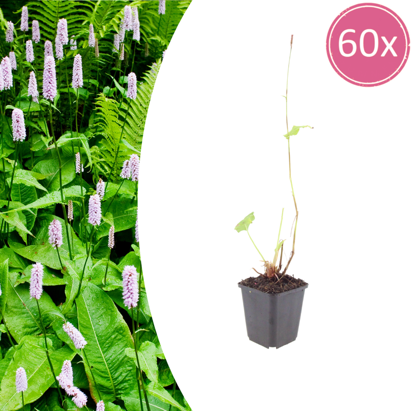 Persicaria a. 'Alba' - Perennial (10-25cm)