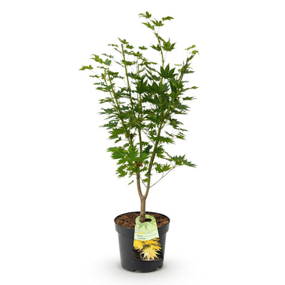 Japanischer Ahorn 'Jordan' - Gelb, 90cm, Topf 26cm