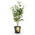 Japanischer Ahorn 'Jordan' - Gelb, 90cm, Topf 26cm Bild 2