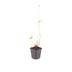 Persicaria a. 'Alba' - Perennial (10-25cm) Bild 2